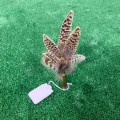 FEATHER & THINGS FEATHER CARTRIDGE BROOCH